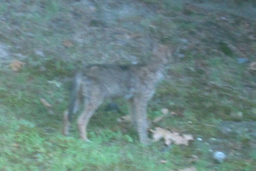 Juvenile coyote on the grass