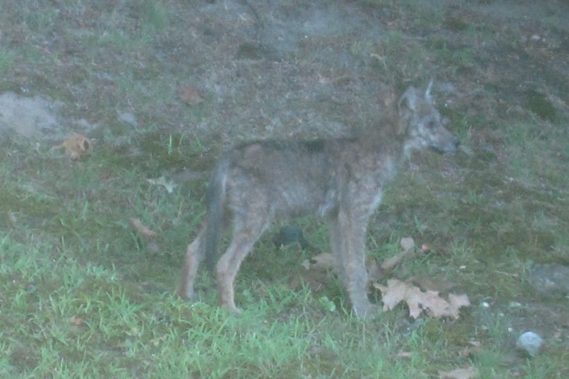 Young coyote looking for lunch