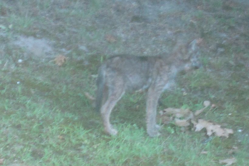 Young coyote inspecting some leaves