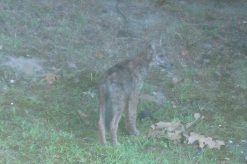 Coyote standing over a sprinkler head