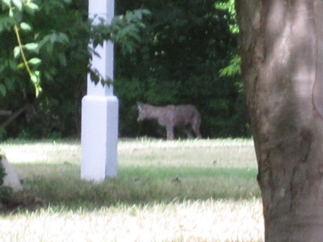 Coyotes of Rye Brook