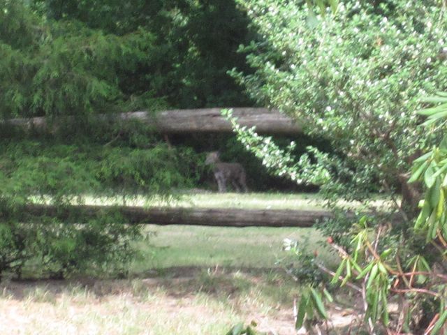Coyotes of Rye Brook