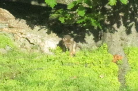 Small coyote playing in the grass