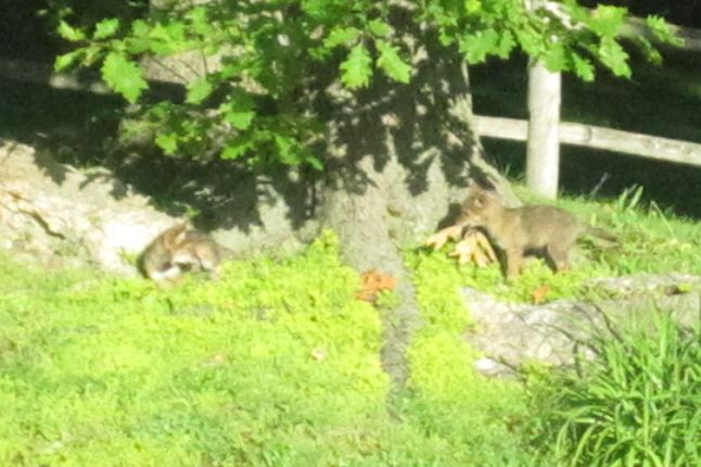 Two young coyotes playing with dry leaves