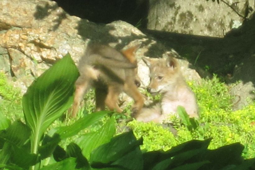 Two young coyotes playing together