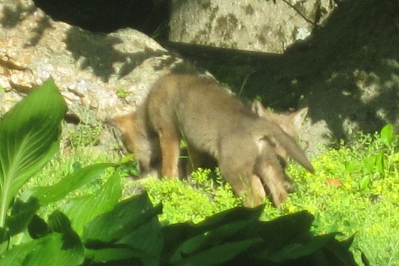Coyotes stretching