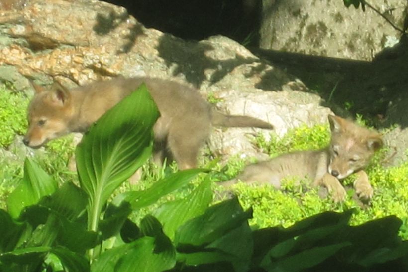 Two young coyotes playing together